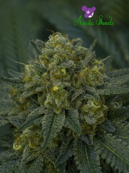 Auto Blackberry Moonrocks - ANESIA SEEDS | TanieSianie.pl