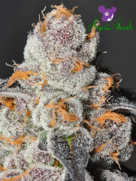 Anesia Scout Cookies - ANESIA SEEDS | TanieSianie.pl