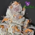Anesia Scout Cookies - ANESIA SEEDS