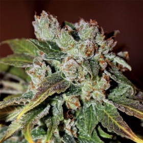 Auto Blueberry Banana - ANESIA SEEDS | TanieSianie.pl