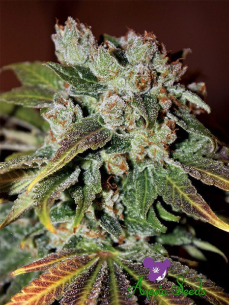 Auto Blueberry Banana - ANESIA SEEDS | TanieSianie.pl