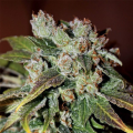 Auto Blueberry Banana - ANESIA SEEDS