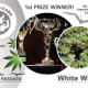 White Widow - DUTCH PASSION | TanieSianie.pl