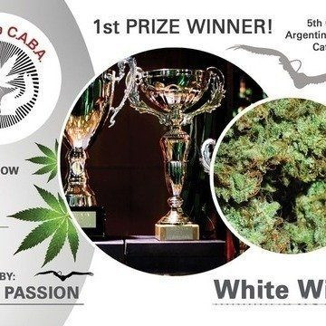 White Widow - DUTCH PASSION | TanieSianie.pl