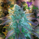 Auto Blueberry Banana - ANESIA SEEDS | TanieSianie.pl