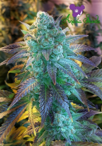 Auto Blueberry Banana - ANESIA SEEDS | TanieSianie.pl