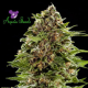 Auto BubbleGum - ANESIA SEEDS | TanieSianie.pl