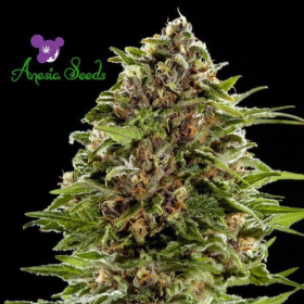 Auto BubbleGum - ANESIA SEEDS | TanieSianie.pl