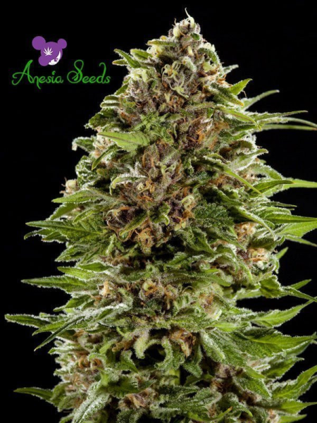 Auto BubbleGum - ANESIA SEEDS | TanieSianie.pl