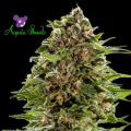 Auto BubbleGum - ANESIA SEEDS