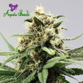 Auto Lemongrass - ANESIA SEEDS | TanieSianie.pl