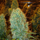Big Bazooka - ANESIA SEEDS | TanieSianie.pl