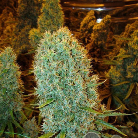 Big Bazooka - ANESIA SEEDS | TanieSianie.pl
