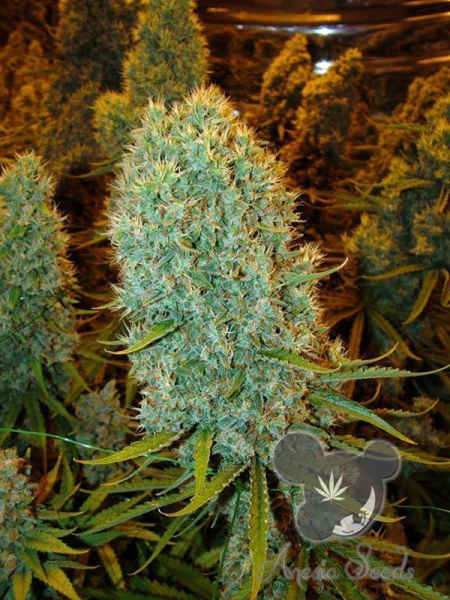 Big Bazooka - ANESIA SEEDS | TanieSianie.pl