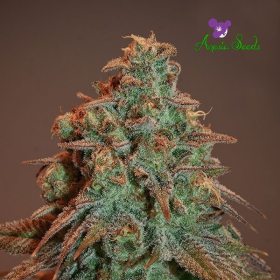 Auto Nova OG - ANESIA SEEDS | TanieSianie.pl
