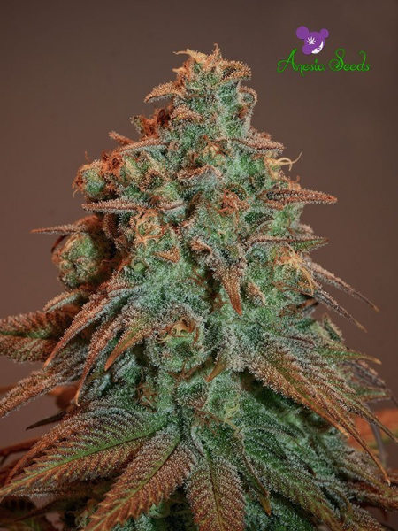 Auto Nova OG - ANESIA SEEDS | TanieSianie.pl