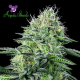 Auto Strawberry Banana - ANESIA SEEDS | TanieSianie.pl