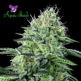 Auto Strawberry Banana - ANESIA SEEDS | TanieSianie.pl