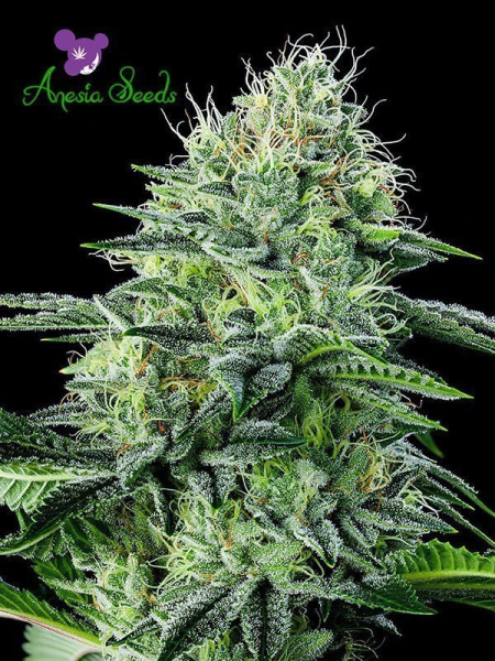 Auto Strawberry Banana - ANESIA SEEDS | TanieSianie.pl