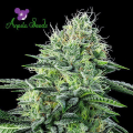 Auto Strawberry Banana - ANESIA SEEDS