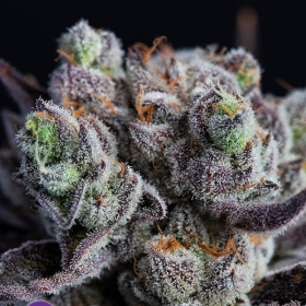 Blackberry Moonrocks - ANESIA SEEDS | TanieSianie.pl