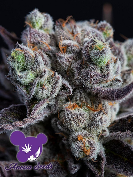 Blackberry Moonrocks - ANESIA SEEDS | TanieSianie.pl