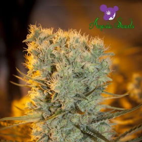 Banana Kush Auto - ANESIA SEEDS | TanieSianie.pl