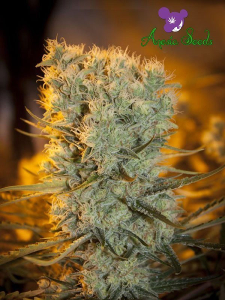 Banana Kush Auto - ANESIA SEEDS | TanieSianie.pl