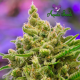 Big Bazooka Auto - ANESIA SEEDS | TanieSianie.pl
