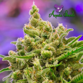 Big Bazooka Auto - ANESIA SEEDS | TanieSianie.pl