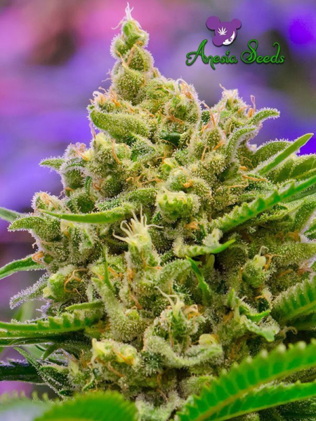 Big Bazooka Auto - ANESIA SEEDS | TanieSianie.pl