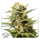 Auto White Widow - DUTCH PASSION | TanieSianie.pl