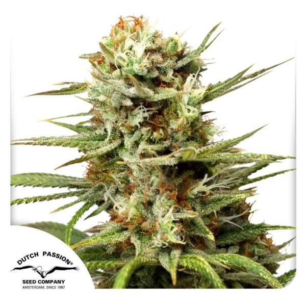 Auto White Widow - DUTCH PASSION | TanieSianie.pl