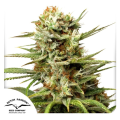 Auto White Widow - DUTCH PASSION