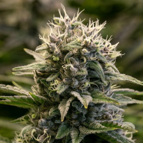 Fat Monkey Auto - ANESIA SEEDS | TanieSianie.pl