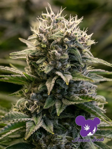 Fat Monkey Auto - ANESIA SEEDS | TanieSianie.pl