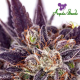 Purple Domina Auto - ANESIA SEEDS | TanieSianie.pl