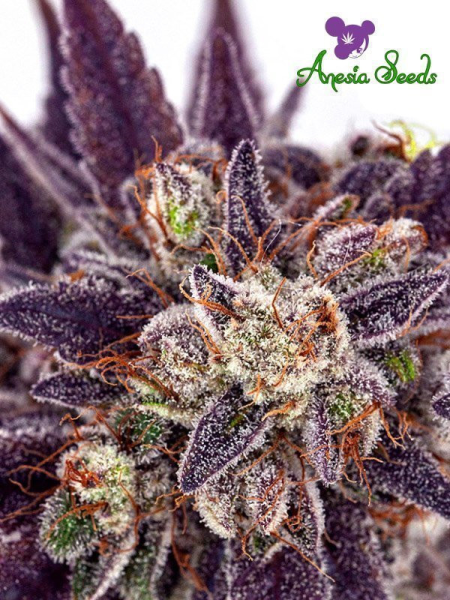 Purple Domina Auto - ANESIA SEEDS | TanieSianie.pl