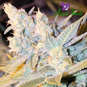 Triple Cheese Auto - ANESIA SEEDS | TanieSianie.pl