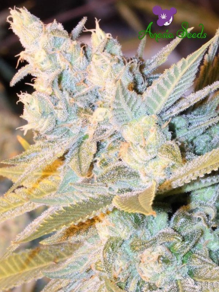 Triple Cheese Auto - ANESIA SEEDS | TanieSianie.pl