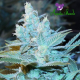 Triple Cheese Auto - ANESIA SEEDS | TanieSianie.pl