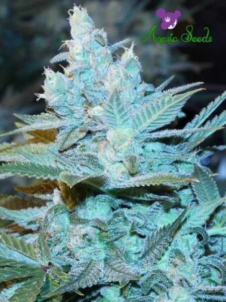 Triple Cheese Auto - ANESIA SEEDS | TanieSianie.pl