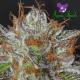 Bruce Banner # 3 - ANESIA SEEDS | TanieSianie.pl