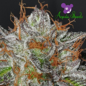 Bruce Banner # 3 - ANESIA SEEDS | TanieSianie.pl