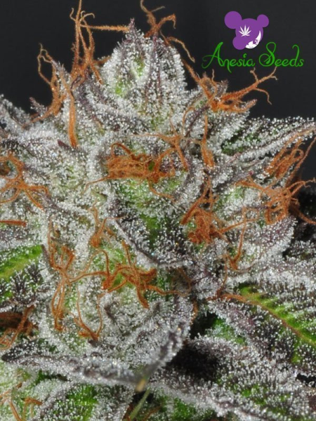 Bruce Banner # 3 - ANESIA SEEDS | TanieSianie.pl