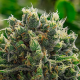 White Runtz - ANESIA SEEDS | TanieSianie.pl