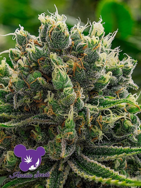 White Runtz - ANESIA SEEDS | TanieSianie.pl