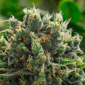 White Runtz - ANESIA SEEDS