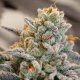 Vanilla Frosting - ANESIA SEEDS | TanieSianie.pl