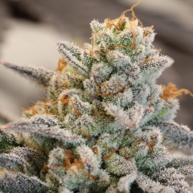 Vanilla Frosting - ANESIA SEEDS | TanieSianie.pl